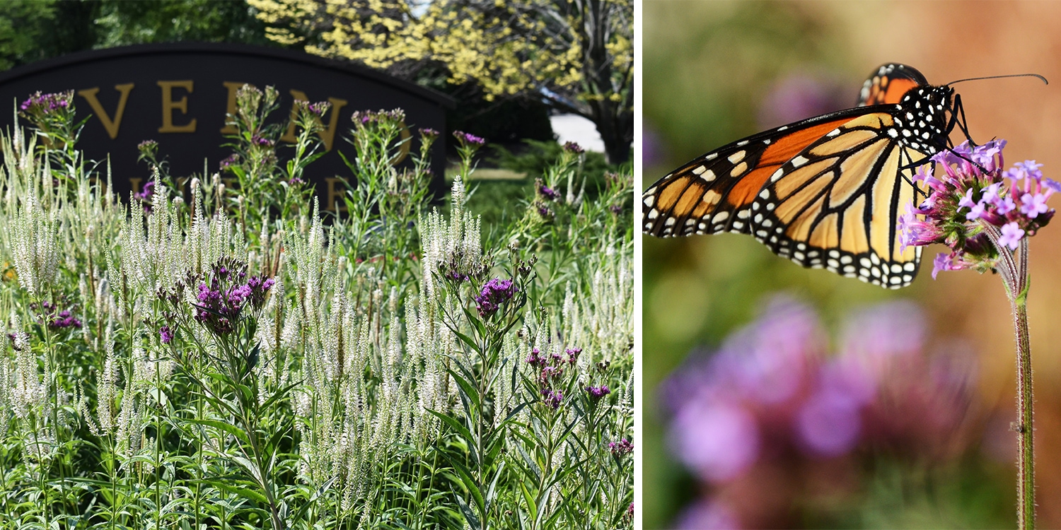 Pollinator-Friendly Campus